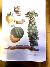 Ancienne affiche légumes d'occasion  Grièges