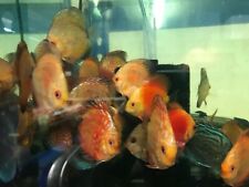 Offer discus tropical for sale  ELLESMERE PORT