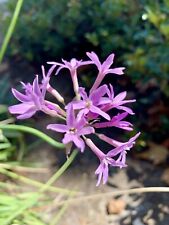 Tulbaghia violacea society for sale  Trabuco Canyon