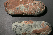 Timelesstfc two fossilized for sale  Shipping to Ireland