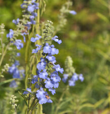 Spätherbst salbei salvia gebraucht kaufen  Bad Zwischenahn