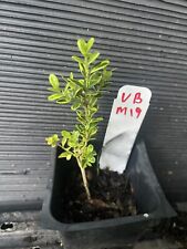 Variegated english boxwood for sale  Martin