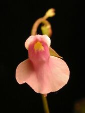 Utricularia Calycifida - Salmon Flower - Carnivorous - 10 Seeds, used for sale  Shipping to South Africa