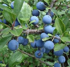 Sloeberry blackthorn seeds for sale  STRABANE