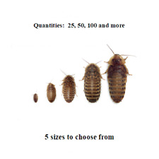 Dubia roaches small for sale  Berkeley