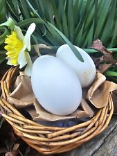 fertile hatching eggs for sale  Rural Retreat