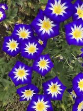 Convolvulus tricolor royal for sale  BECCLES