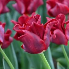 Vestido vermelho tulipa coroa jardim de flores linda casa 50 sementes, usado comprar usado  Enviando para Brazil