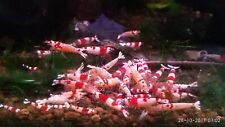 Crystal red shrimps for sale  CARSHALTON