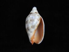 Sea Shell Cymbiola rutila 60.2mm ID#7431, used for sale  Shipping to South Africa