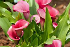 Rehmanni pink calla for sale  Kennesaw