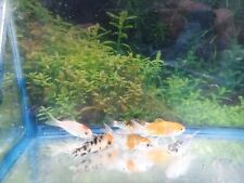 Assorted koi fish for sale  Aynor