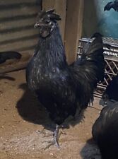 Ayam cemani reserve for sale  Frankford