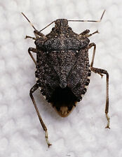 Insecto apestoso de mármol: Halyomorpha halys (Pentatomidae) EE. UU. Hemiptera segunda mano  Embacar hacia Argentina