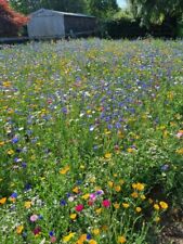 Wild flower seed for sale  DARLINGTON