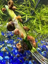 Ramshorn snails mixed for sale  Tollhouse