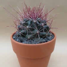 Root thelocactus setispinus for sale  Tucson