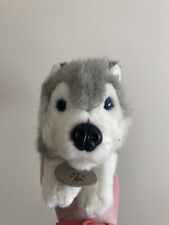 Storm husky dog for sale  GILLINGHAM