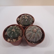 Astrophytum asterias usato  Mazara Del Vallo