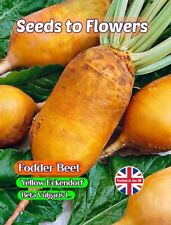 Fodder beet yellow for sale  STOKE-ON-TRENT