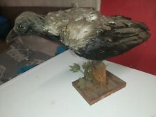 Taxidermy hooded crow for sale  EVESHAM