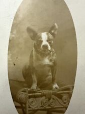 Fotografia antiga RPPC de um cachorro BULDOGUE FRANCÊS sentado em uma cadeira cartão postal comprar usado  Enviando para Brazil
