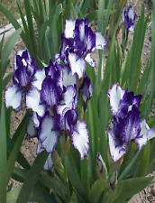 Potted litre iris for sale  ALFRETON
