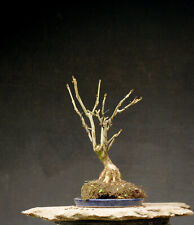 Bonsai outdoor hardy for sale  Shipping to Ireland