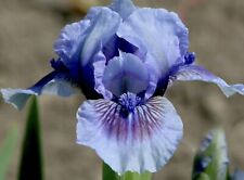 Dwarf iris perennial for sale  Black River Falls