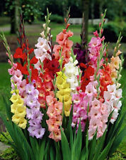 Gladiolus four mixed for sale  Mount Pleasant