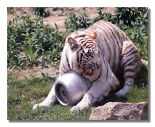 White tiger growling for sale  Springdale