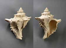Fossili murex calcitrapoides usato  Sassari