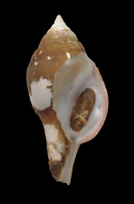 Shell TURBINELLA LAEVIGATA W/O Brazil 178 mm # LIVE TAKEN for sale  Shipping to South Africa