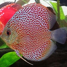 Leapard discus live for sale  Shipping to Ireland