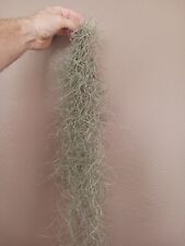Spanish moss great for sale  Tucson