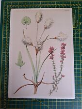 Vintage botanical book for sale  SOLIHULL
