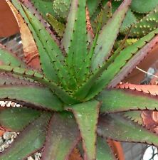 Aloe broomii-Raro Serpiente Aloe Vera -10 X Herbal planta Suculenta seeds, usado segunda mano  Embacar hacia Spain