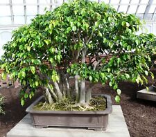 Samen bonsai ficus gebraucht kaufen  Calw