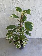 Variegated swedish ivyplant for sale  Jacksonville