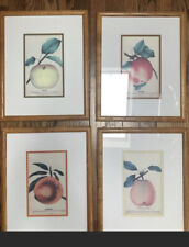 Botanical fruit prints for sale  Oneonta