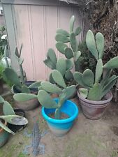 Stunning large potted for sale  Burbank