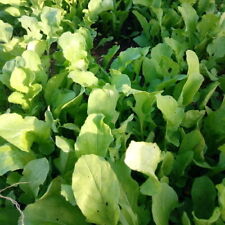 Rucola coltivata 5000 usato  Porto Sant Elpidio