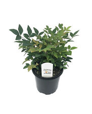 Flowerpotnursery nandina gulf for sale  Loranger