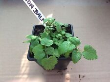 Mixed herb plants for sale  STONE