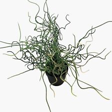 Artificial Corkscrew Rush Juncus Effusus Spiralis Potted Coiled Stems Accent, used for sale  Shipping to South Africa