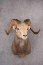 Stone sheep taxidermy for sale  Wrightstown