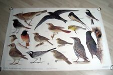 Schulwandkarte singvögel somm gebraucht kaufen  Bad Sulza