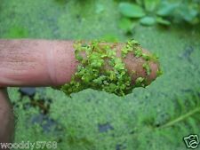 Cup duckweed fish for sale  Industry