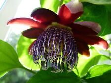 Maracuja passiflora edulis gebraucht kaufen  Muldestausee