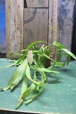 Used, Rhipsalis ramulosa! CUTTING for sale  Shipping to South Africa